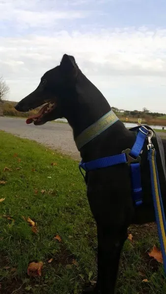 received 1177772538981014