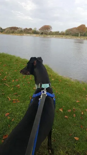 received 1177772545647680