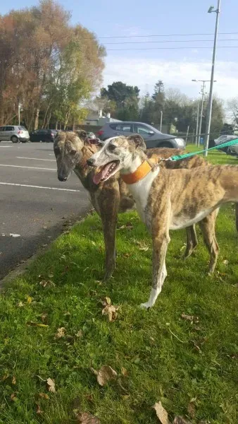 received 1177817618976506