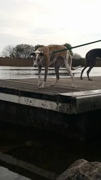 received 1177817708976497