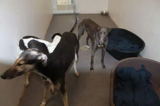 received 1251384691619798