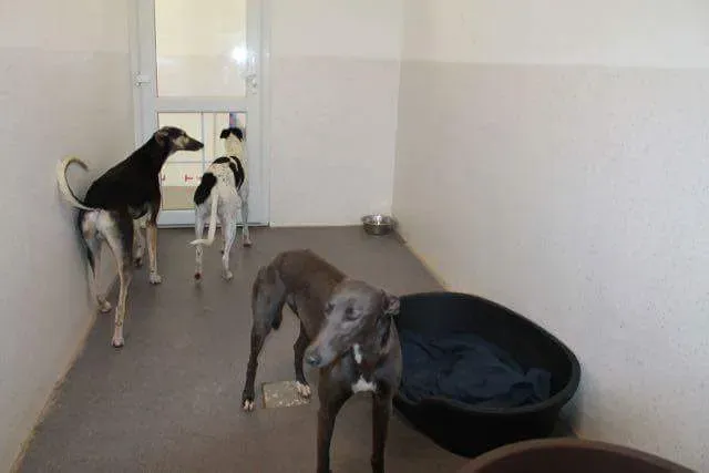 received 1251384694953131