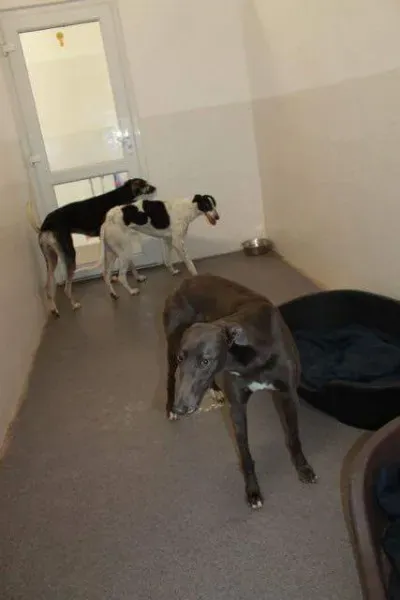 received 1251384701619797