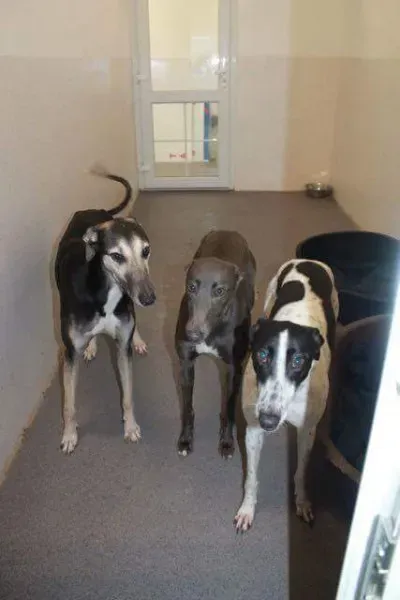 received 1251384721619795 1