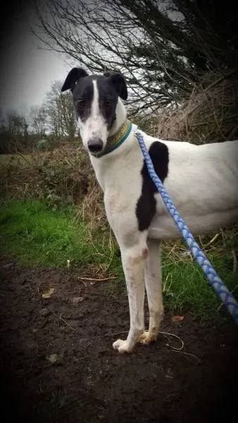 received 1307556182669315