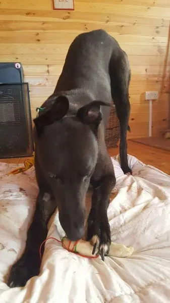 received 1323280554430211