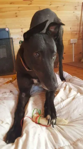 received 1323280677763532