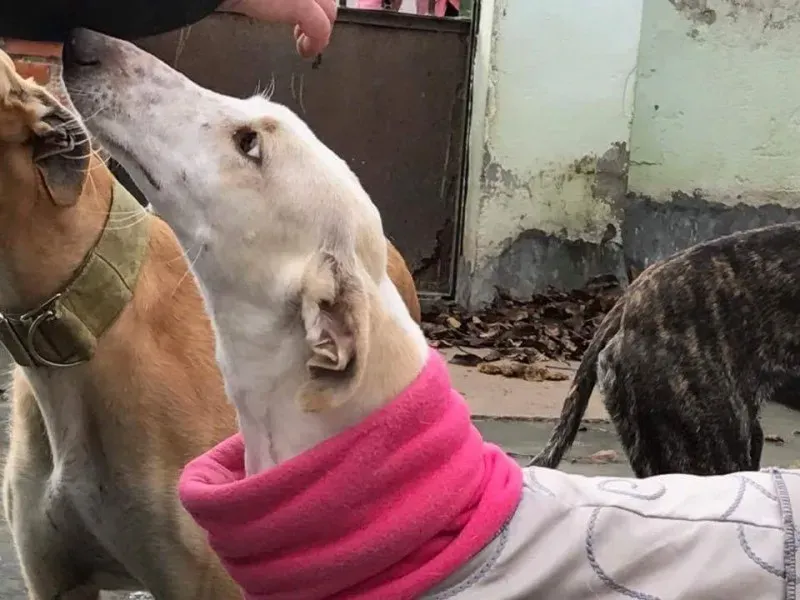 received 1413486085370088