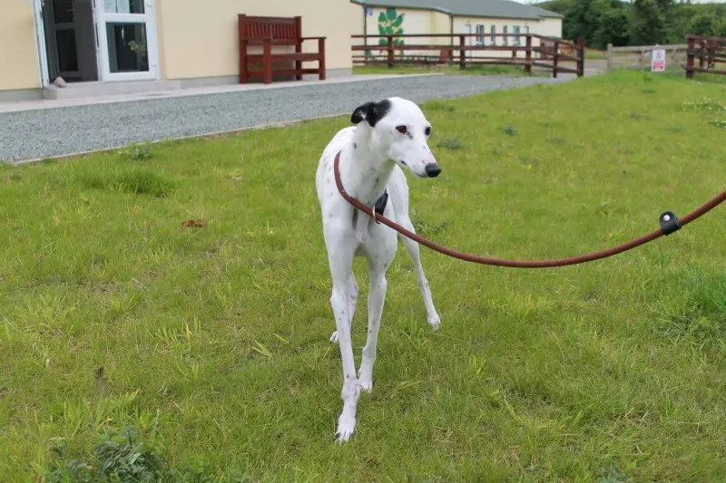 received 1445409798883952