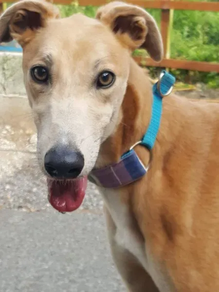 received 1463971223694476