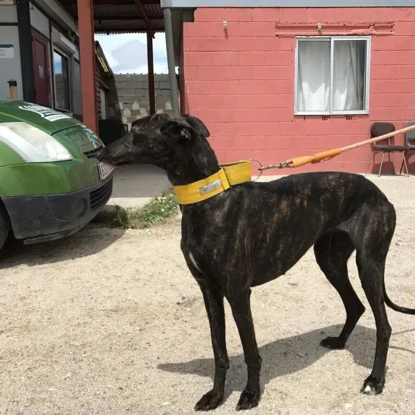 received 1472817599436936