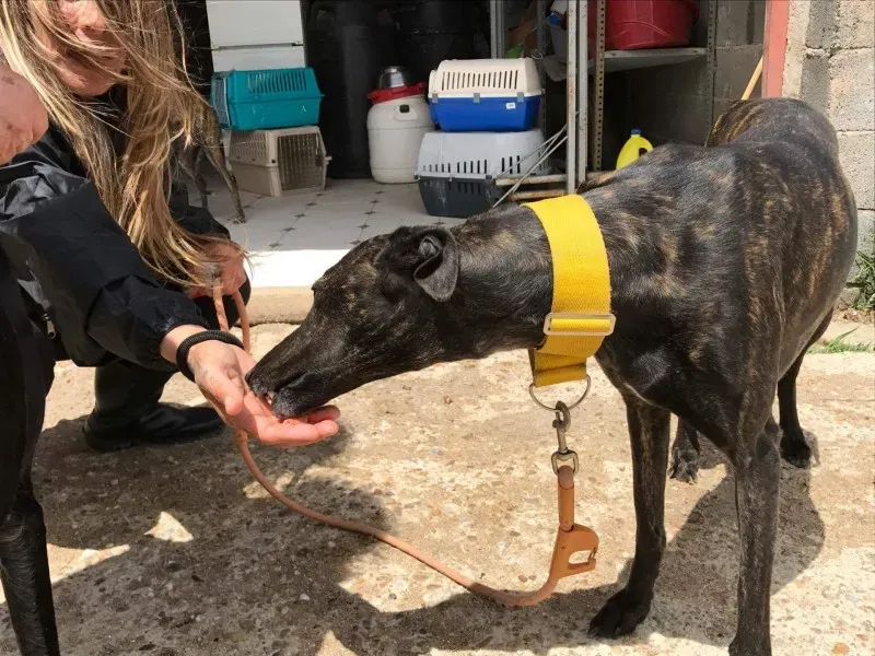 received 1472819639436732