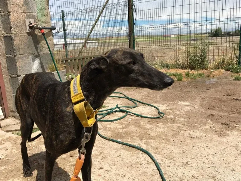 received 1472819729436723