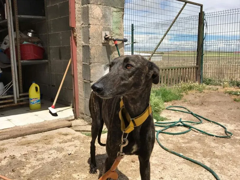 received 1472819932770036