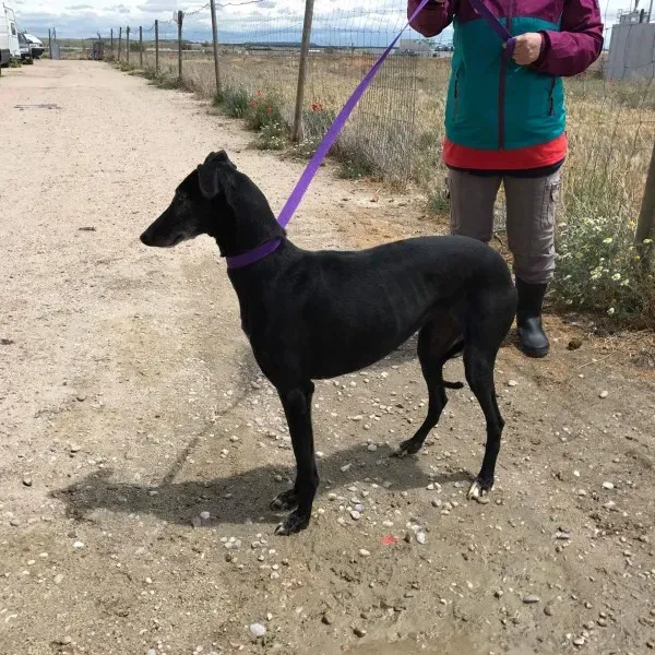 received 1472820112770018