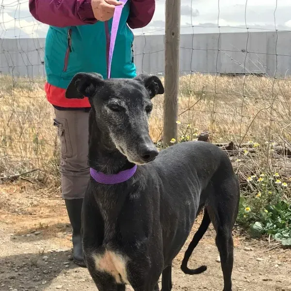 received 1472820346103328