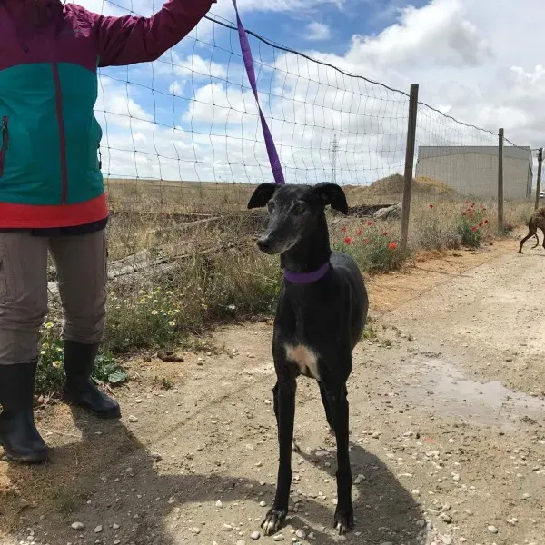 received 1472820579436638