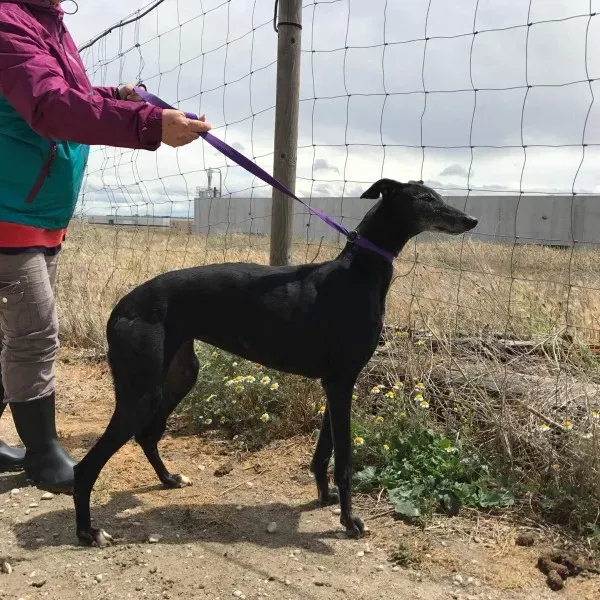 received 1472820629436633