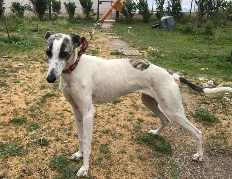 received 1475020839216612