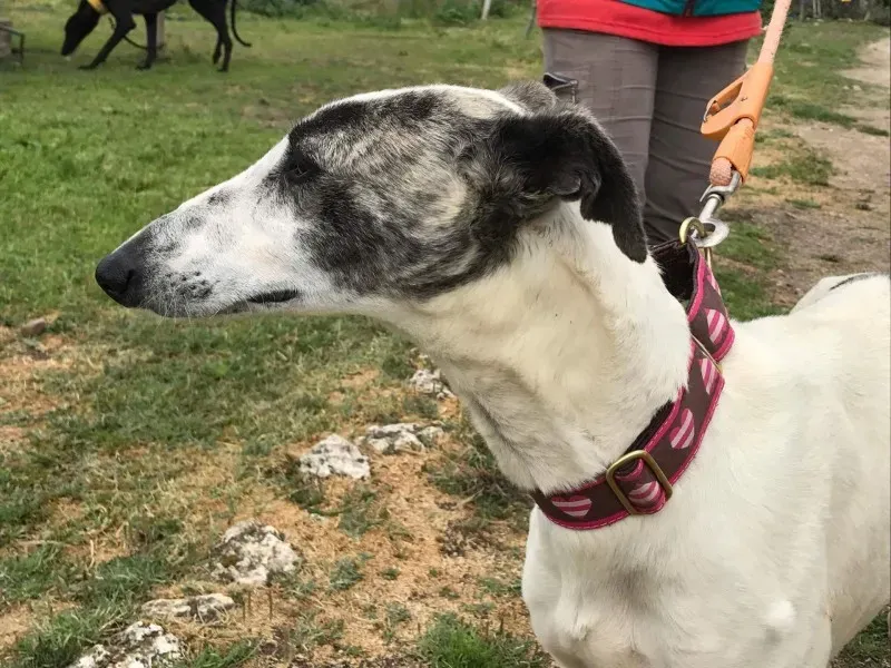 received 1475021069216589