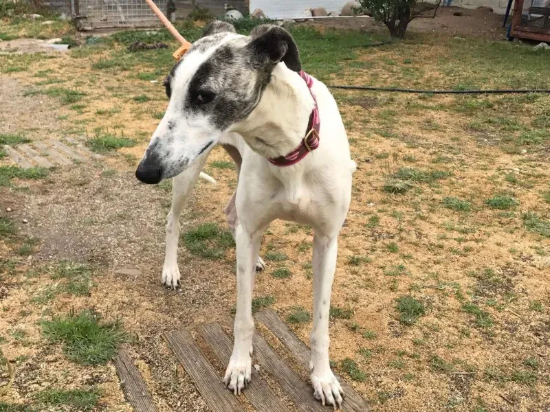 received 1475021329216563