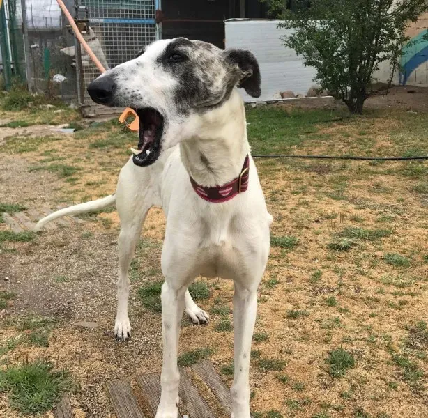 received 1475021369216559