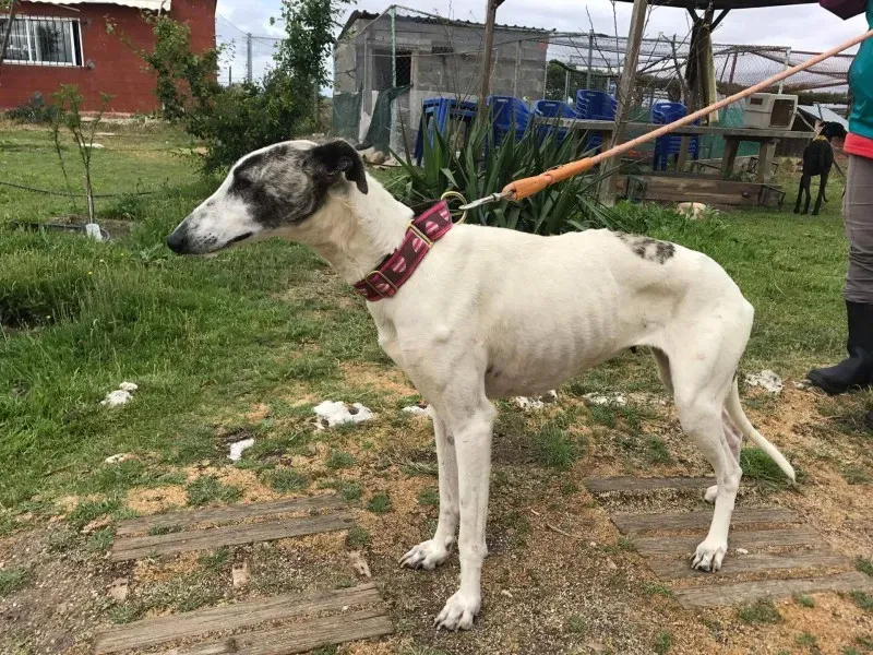 received 1475021532549876