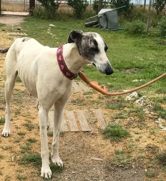 received 1475021749216521