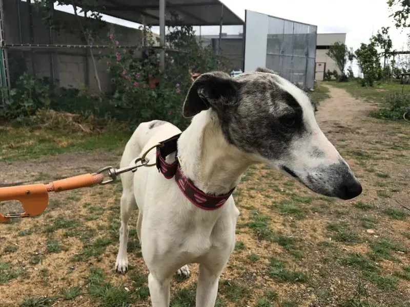 received 1475023459216350