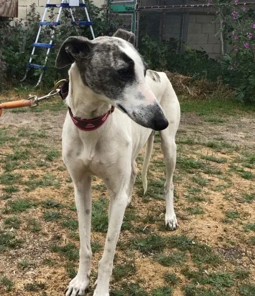 received 1475023685882994