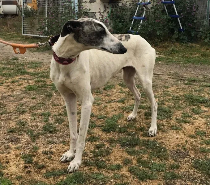 received 1475023849216311