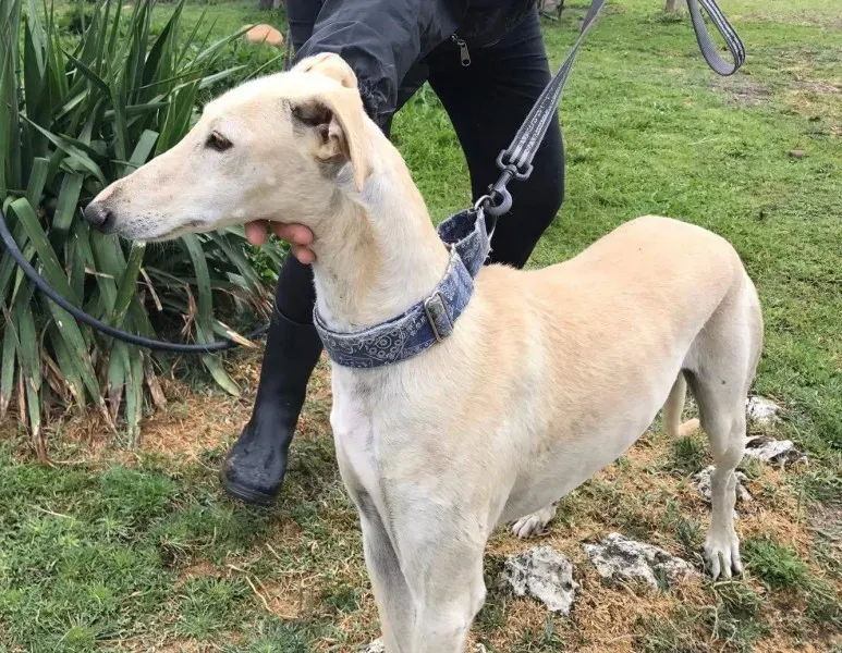 received 1475039745881388