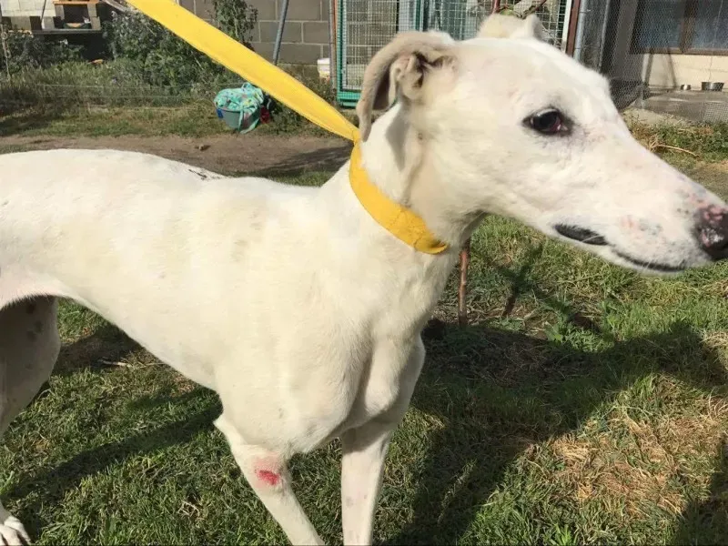 received 1475117175873645