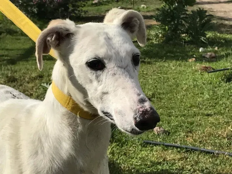 received 1475117529206943