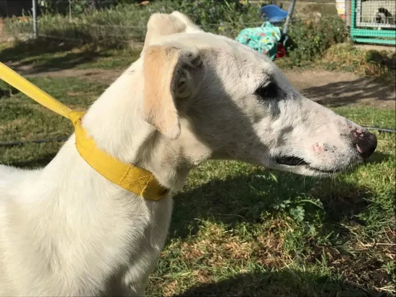 received 1475117905873572