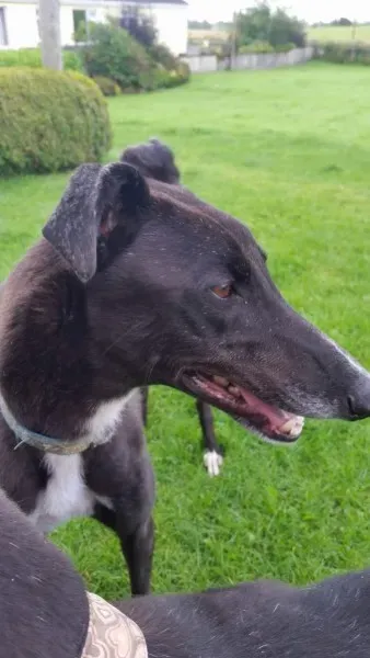 received 1477899188968346