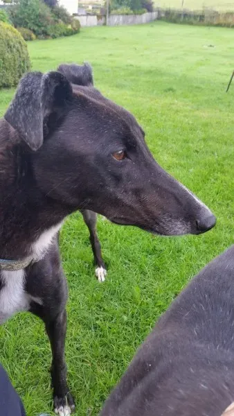 received 1477899295635002