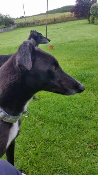 received 1477899432301655