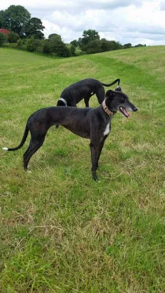 received 1477933678964897