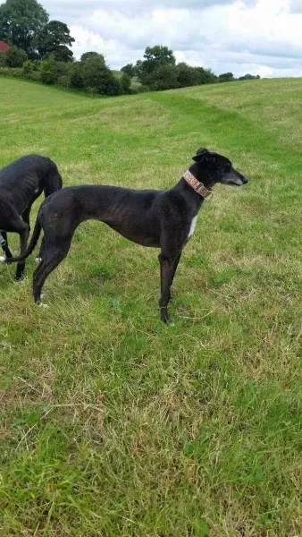 received 1477933758964889