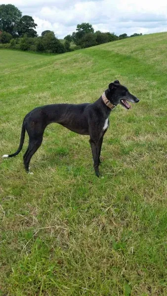 received 1477933852298213