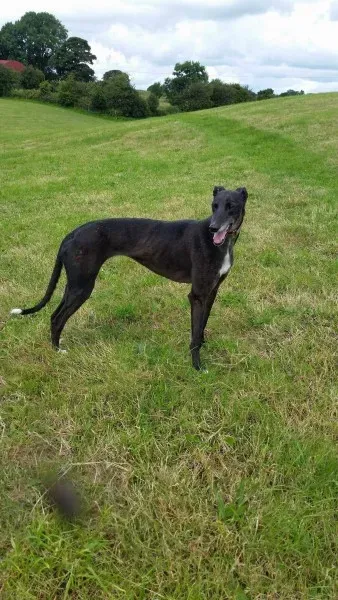 received 1477933892298209