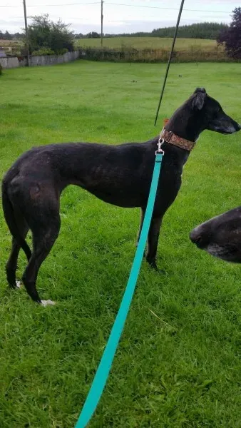 received 1477933928964872