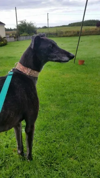 received 1477933988964866