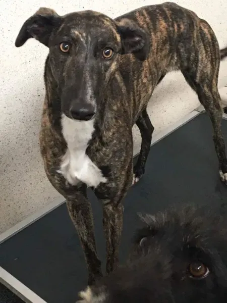 received 1480814342010164