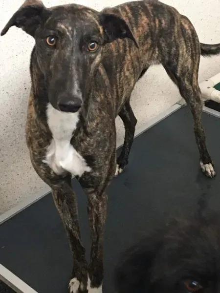 received 1480814398676825