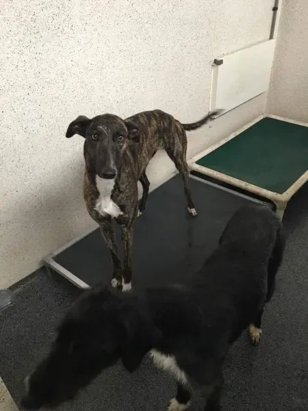 received 1480814445343487