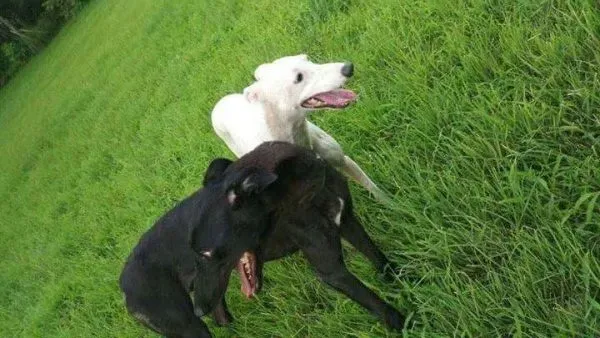 received 1480831058675159 e1508152853729