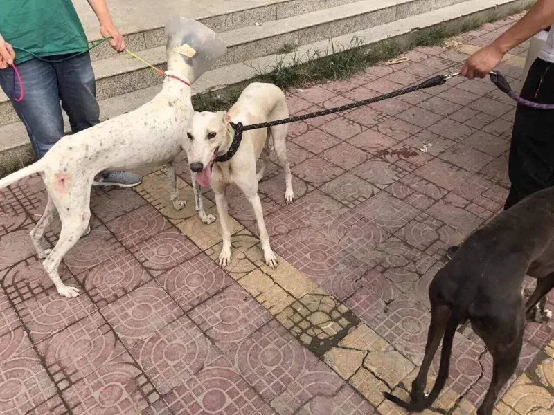 received 1482579415166990