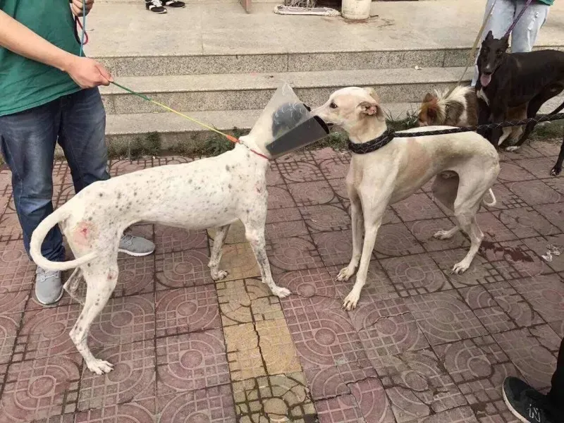 received 1482579418500323